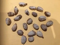 Other Rambutan Seeds -Plants Shop Rambutan 2 1