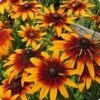 Rudbeckia Gloriosa Seeds -Plants Shop Rudbeckiagloriosa