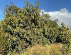 Acacia Courtii Seeds