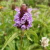 Self Heal Prunella Velgaris Seeds -Plants Shop Self heal
