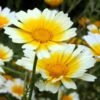 Edible Chrysanthemum (Shungiku) Seeds -Plants Shop Shingiku