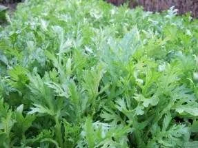 Edible Chrysanthemum (Shungiku) Seeds 4 Edible Chrysanthemum (Shungiku) Seeds - Image 2