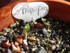 Snow Pea ‘Yakumo’ – Pisum Sativum, Heirloom Variety Seeds -Plants Shop Snow Pea germination 1 week