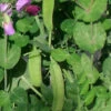 Snow Pea ‘Yakumo’ – Pisum Sativum, Heirloom Variety Seeds