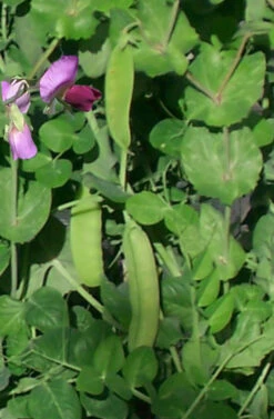 Snow Pea ‘Yakumo’ – Pisum Sativum, Heirloom Variety Seeds