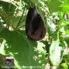 Eggplant ‘Black Beauty’ – Solanum Melongena Seeds -Plants Shop Solanum melongena Black Beauty photo by Tyler ser Noche contribs scaled 1
