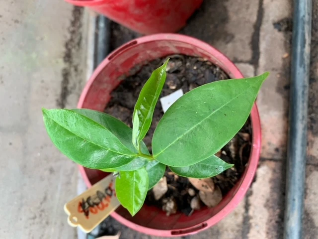 Soursop Seedling Plants For Pots Or Ground 4 Soursop Seedling Plants For Pots Or Ground - Image 2