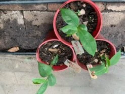 Soursop Seedling Plants For Pots Or Ground 11 Soursop Seedling Plants For Pots Or Ground -Plants Shop Soursop4