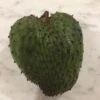 Soursop Seedling Plants For Pots Or Ground -Plants Shop Soursop5