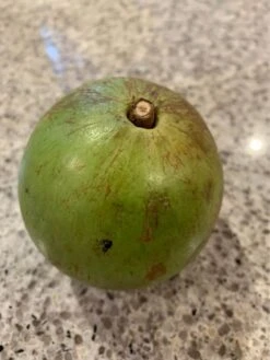 Other Star Apple (from Australian-grown Trees) Seeds -Plants Shop Star Apple 1