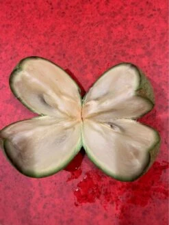 Other Star Apple (from Australian-grown Trees) Seeds -Plants Shop Star Apple 4