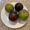 Other Star Apple (from Australian-grown Trees) Seeds -Plants Shop Star Apple 5