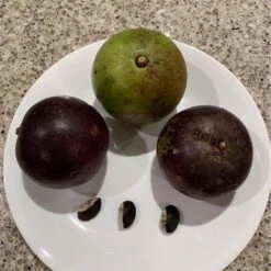 Other Star Apple (from Australian-grown Trees) Seeds -Plants Shop Star Apple 6