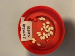 Other Sudachi (Yuzu Hybrid) Seeds -Plants Shop Sudachi 2