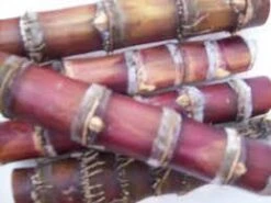 Sugar Cane (Purple) Seedling Plants