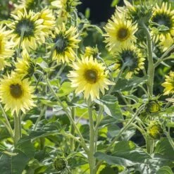 Mixed Sunflower Seeds Seeds -Plants Shop Sunflower Lemon striker