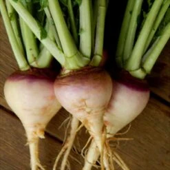 Swede American Purple Top Seeds