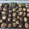 Taro Seedling Plants -Plants Shop Taro Seeds w green shoots