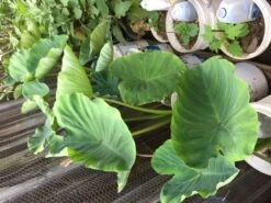 Taro Seedling Plants -Plants Shop Taro stalk leave 1
