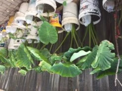 Taro Seedling Plants -Plants Shop Taro stalk leave 2