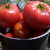 Tomato ‘Brandywine’, Lycopersicon Esculentum Seeds -Plants Shop Tomato ‘Brandywine Heirloom HUGE beef tomatoes