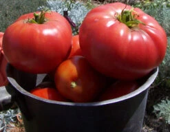 Tomato ‘Brandywine’, Lycopersicon Esculentum Seeds