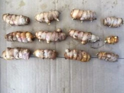 Turmeric Plants -Plants Shop Tumeric seed 1