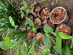 1 Very Dwarf Cavendish Banana (VDCB) Plant -Plants Shop VDCB 3