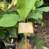 1 Very Dwarf Cavendish Banana (VDCB) Plant -Plants Shop VDCB2