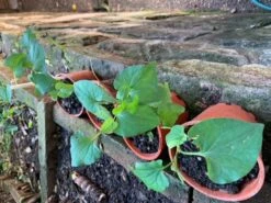 Vietnamese Fish Mint Plant