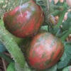 Tomato Violet Jasper Seeds -Plants Shop Violet Jasper