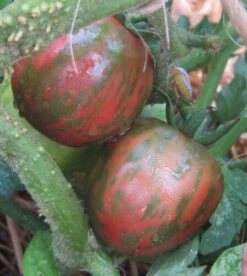 Tomato Violet Jasper Seeds