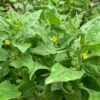 Tetragonia Tetragonioides – Warrigal Greens Seeds -Plants Shop Warrigal Greens