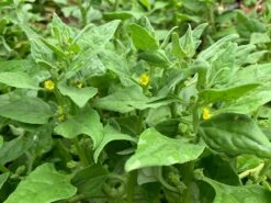 Tetragonia Tetragonioides – Warrigal Greens Seeds