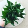 Warrigal Greens Seeds