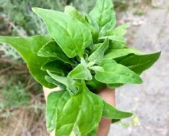 Tetragonia Tetragonioides – Warrigal Greens Seeds -Plants Shop Warrigal2BGreens2Bbunch