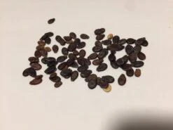 Watermelon Seeds