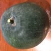 Indian Ash Gourd / Winter Melon Seeds -Plants Shop Winter Melon giant 1 1