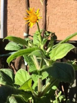 Yacon Seedling Plants -Plants Shop Yacon