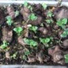 Yacon Seedling Plants -Plants Shop Yacon Seeds w green shoots