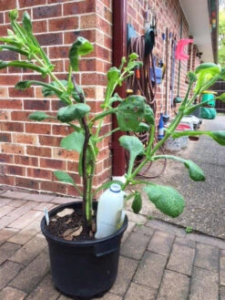 Yacon Seedling Plants -Plants Shop Yakon 9