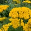 Yarrow Cloth Of Gold Seeds -Plants Shop Yarrowclothofgold