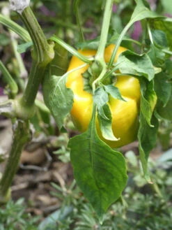Yellow Capsicum ‘Amigo Gold’ – Capsicum Annuum Seeds -Plants Shop Yellow Capsicum Amigo Gold Capsicum Annuum