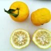 Other Yuzu (Lemon-Mandarin Fruit) Seeds -Plants Shop Yuzu 2