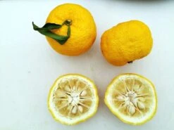 Other Yuzu (Lemon-Mandarin Fruit) Seeds