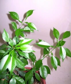 Other Yuzu (Lemon-Mandarin Fruit) Seeds -Plants Shop Yuzu 3