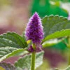 Anise Hyssop Seeds -Plants Shop aNISE HYSSOP2