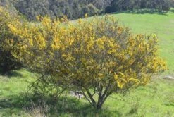 Acacia Paradoxa – Hedge Wattle Seeds -Plants Shop acacia paradoxa hab david blair