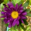 Aster Giant Ray Mix Seeds -Plants Shop astergiantray1