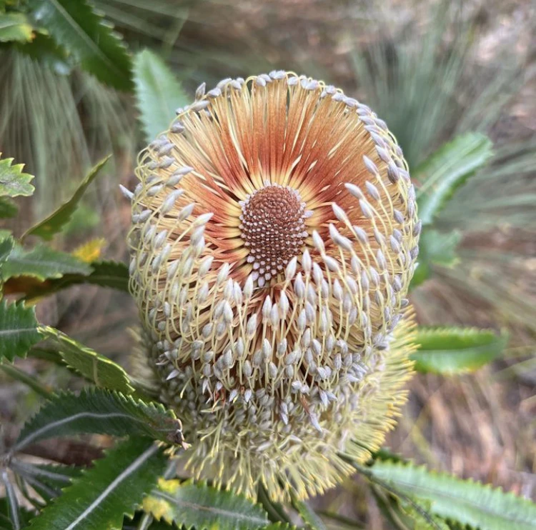 Banksia Serrata – Saw-tooth Banksia Seeds 3 Banksia Serrata – Saw-tooth Banksia Seeds